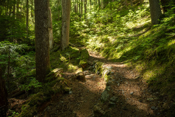 Morning Sun Warms A Switchback In The Trail In Mount Rainier