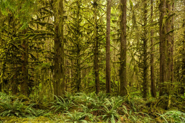 Western Red Cedar at Eden Grove near Port Renfrew, Vancouver Island, BC Canada