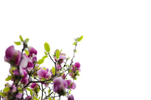 Radiant pink magnolia flower in full bloom on a bright white background.