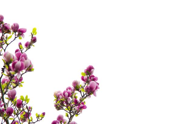 yulan magnolia flower