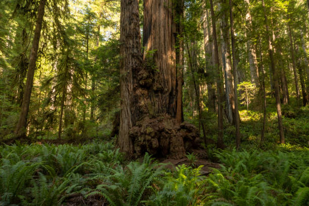 Redwood Tree With Large Burl At The Base Surrounded By Ferns in Redwood National Park