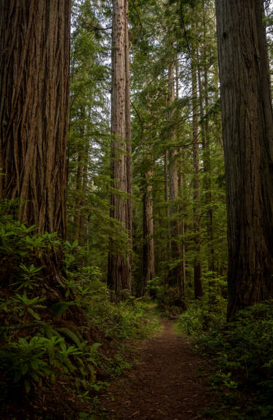 istock Redwoods Trees Stand Tall Along Trail In Redwood 2156401450