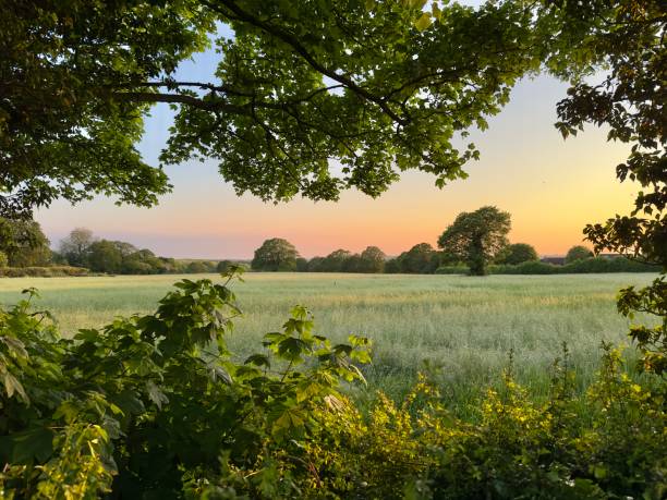 A gorgeous sunset view across agricultural land framed by the branches of trees and green vegetation in the Essex countryside, UK.