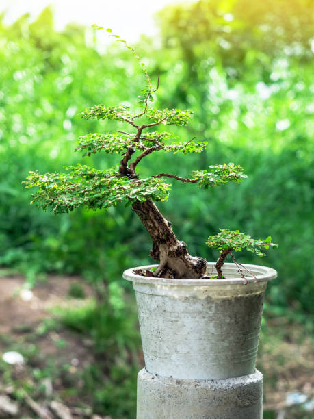istock Phyllodium pulchellum in plastic pot used to create bonsai. 2156401970