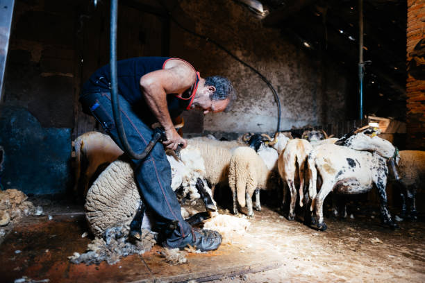 istock Man Shearing Sheep In A Rural Barn 2156402875
