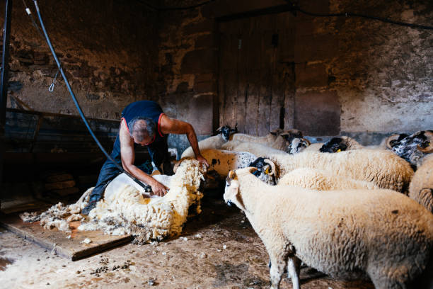 istock Man Shearing a Ram in a Barn With a Flock of Sheep 2156402894
