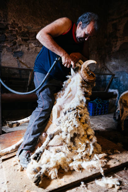 istock A Man Shearing a Ram in a Rural Barn 2156402909