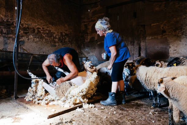 istock Sheep Shearing With Electric Clippers In Rural Barn 2156402918