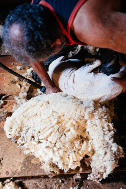 istock Close-Up Of A Shepperd Shearing A Sheep In A Barn 2156402937