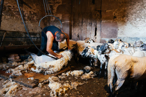 istock A Sheep Shearer Works Inside a Rural Barn Full of Animals 2156402995