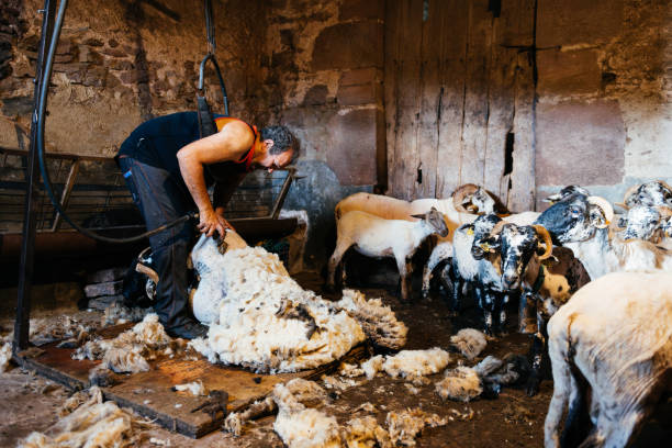 A Sheep Shearer Working in a Rustic Barn With a flock of Sheep
