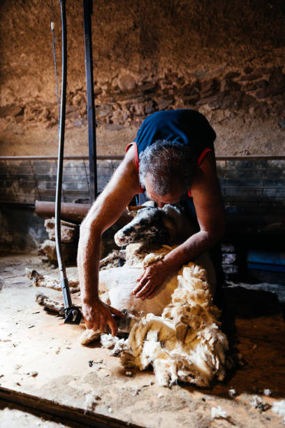 istock Man Shearing Sheep In Barn During Daytime 2156403080