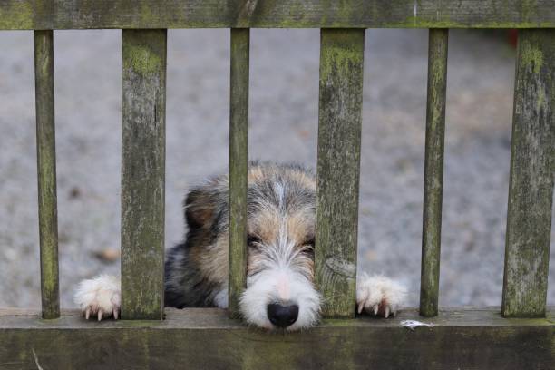 istock Dog looking through a gate., waiting for its owner 2156404027