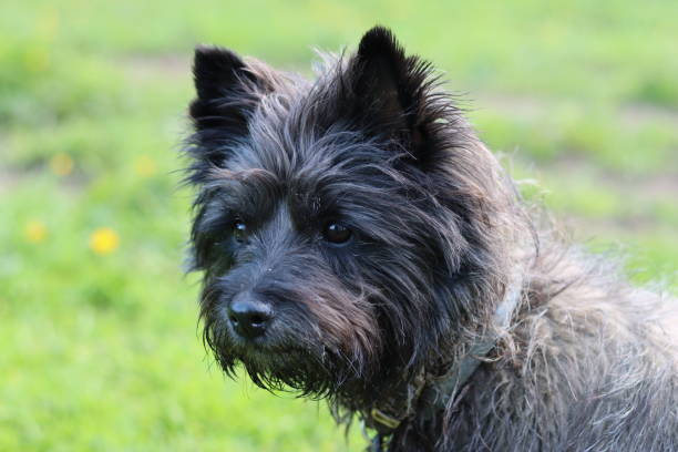 istock Portrait of a cairn terrier on a dog walk 2156404367