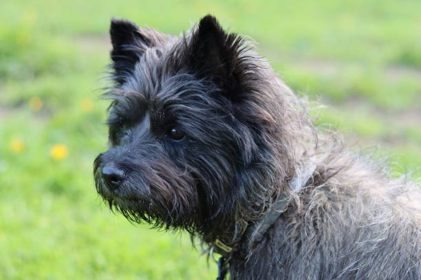 istock Portrait of a cairn terrier on a dog walk 2156404384