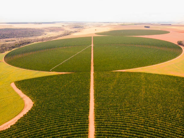 Photo taken by drone over a coffee plantation.Center pivot irrigation