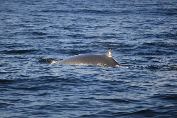 istock Bryde's whale, Balaenoptera brydei, False Bay, South Africa 2156405195