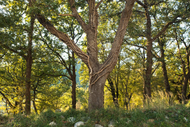 istock Forest landscape. Summer fairy forest with bright sunny rays shining through the trees for publication, poster, calendar, screensaver, wallpaper, post, banner, cover. High quality photo 2156405488