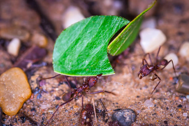 istock Atta cephalotes . Ants. Ecuador. Ants-sheet cutters Ecuador. Bachac, acoushi, cushi. 2156405644