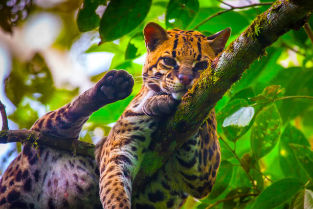 istock Oncilla. Wild cat. Ecuador. Wood cat. 2156405645