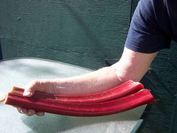 Giant red rhubarb along a mans arm
