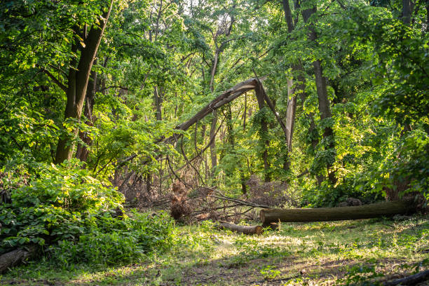 This captivating image captures the aftermath of a powerful storm in a dense forest, where fallen trees and broken branches lie strewn across the lush woodland floor. The scene vividly illustrates the destructive force of nature, showcasing the severe wind damage inflicted upon the once-thriving trees. Amidst the destruction, sunlight filters through the canopy, highlighting the vibrant green foliage that persists despite the chaos below. This photograph serves as a poignant reminder of the fragility and resilience of our natural environments, emphasizing the importance of forest conservation and recovery efforts. The detailed view of the forest floor, with its mix of fallen timber and thriving plant life, offers a glimpse into the ecological impact of storms and the ongoing cycle of destruction and renewal in nature. Ideal for themes related to environmental science, climate change, and natural disaster recovery, this image provides a powerful visual narrative of the forest's response to extreme weather events.