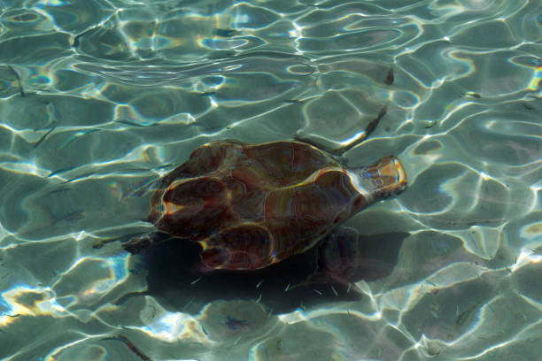 The turtles