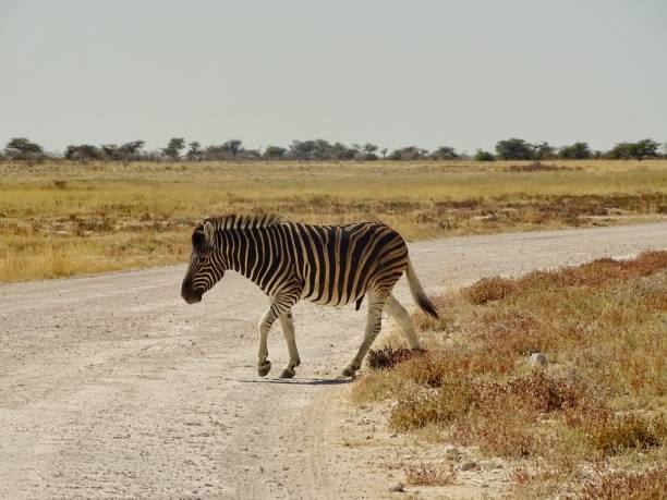 istock Wildlife in Africa 2156408844