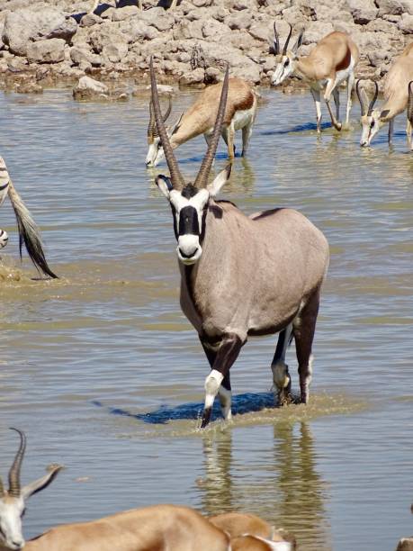 istock Wildlife in Africa 2156408846