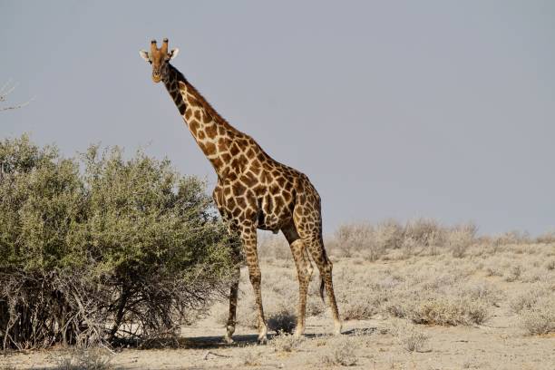 istock Wildlife in Africa 2156408870