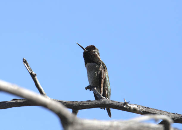 istock Anna's Hummingbird (male) (calypte anna) perched on a small branch 2156409159