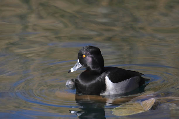 istock Ring-necked Duck (male) (aythya collaris) floating in a pond 2156409184