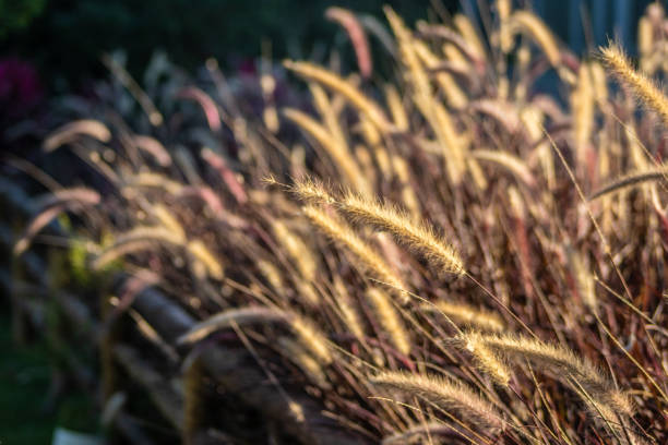 flower bathed in the evening sun