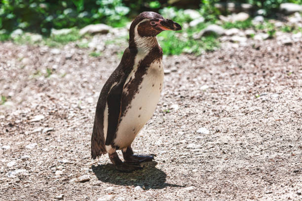 istock One penguin standing on a gravel surface 2156409743