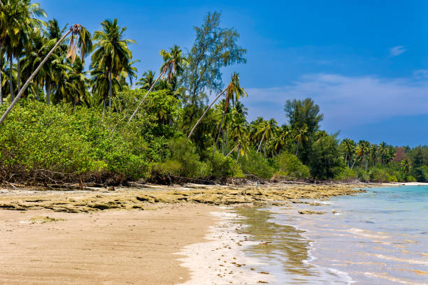 istock Beautiful tropical beach fringed with palm trees 2156411457