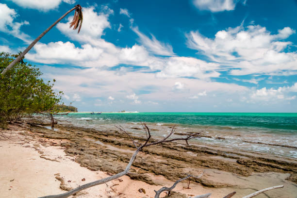 istock Palm trees and drift wood on a small tropical sandy beach in Thailand 2156411491