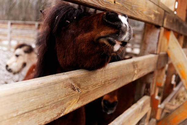 Head of brown pony with white spot on nose. Bay pony pokes its head between wooden fence. Caring for horses at the stables. Riding lessons. A pony in a stable in winter. Veterinary care of ungulates.