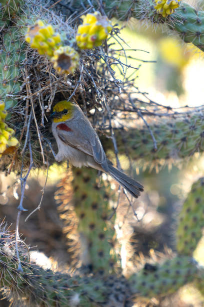 istock Verdin in the wild 2156412739