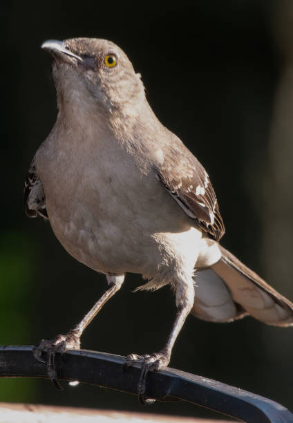 istock A Northern Mockingbird on a deck perch 2156421599