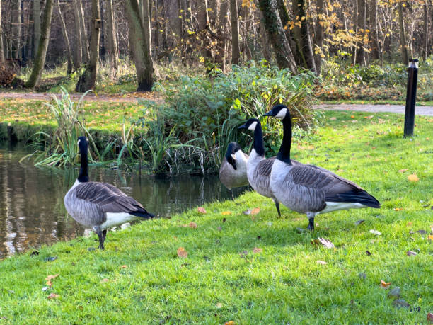 istock Bar Headed Gooses on the grass in a park . 2156421917