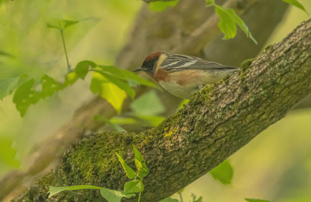 istock Bay-breasted Warbler In The Forest 2156422825