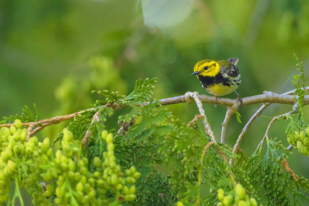 istock Black-throated Green Warbler 2156422998