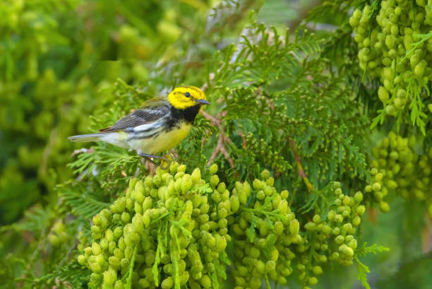 istock Black-throated Green Warbler 2156423001