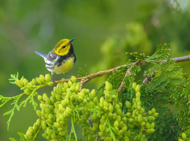 istock Black-throated Green Warbler 2156423002