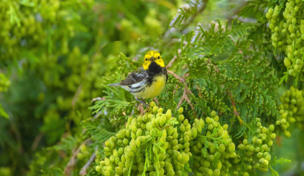 istock Black-throated Green Warbler 2156423022