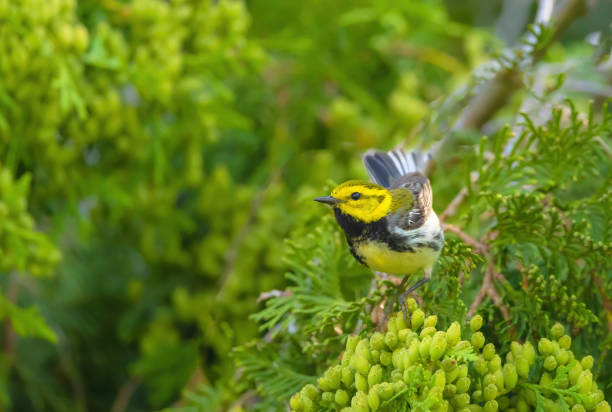 istock Black-throated Green Warbler 2156423023