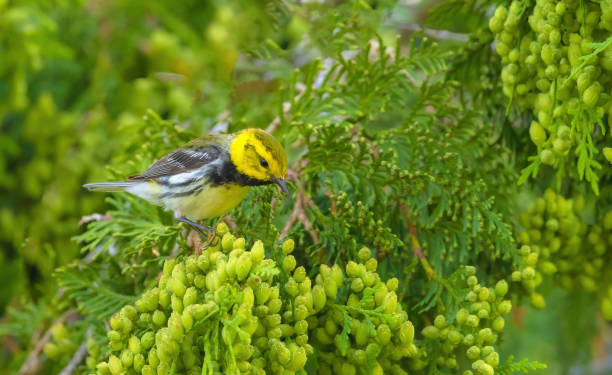 istock Black-throated Green Warbler 2156423028