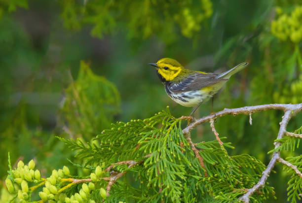 istock Black-throated Green Warbler 2156423030