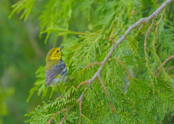 istock Black-throated Green Warbler 2156423062