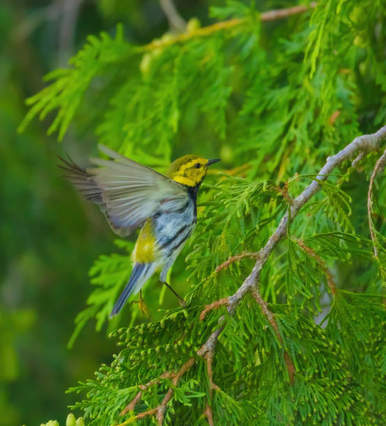 istock Black-throated Green Warbler 2156423066